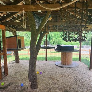 Fort Rickey Zoo - Spider monkey exhibit