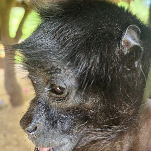 Fort Rickey Zoo - Colombian Spider Monkey