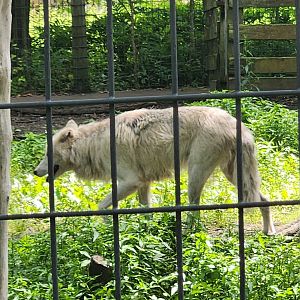 Fort Rickey Zoo - Gray Wolf