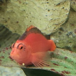 Fort Rickey Zoo - Fish