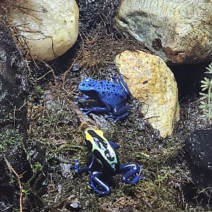Fort Rickey Zoo - Dart frogs