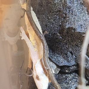 Fort Rickey Zoo - Correlophus ciliatus