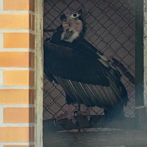 Red-headed vulture (Sarcogyps calvus)