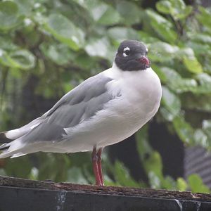 Franklin’s Gull - Kansas Wildlife Exhibit