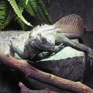 Sulawesi Giant Sailfin Lizard - Wichita Reptarium