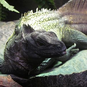 Sulawesi Giant Sailfin Lizard - Wichita Reptarium