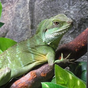 Chinese Water Dragon - Wichita Reptarium