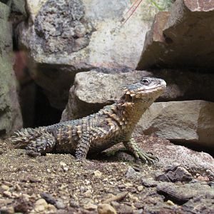 Giant Girdled Lizard - Wichita Reptarium