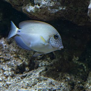Acanthurus maculiceps? - Tierpark Berlin