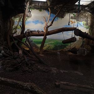 Jaguar house: Jaguar indoor enclosure