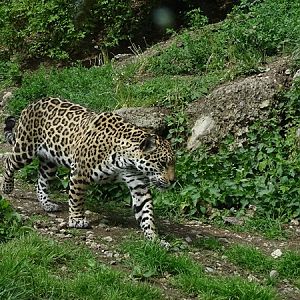 Jaguar (Panthera onca)