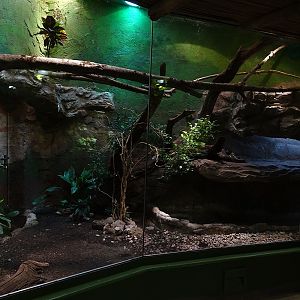 Jaguar House: Boa constrictor terrarium