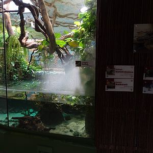 Jaguar House: Basilisk, caiman and cichlid paludarium
