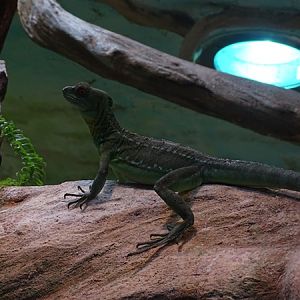 Plumed basilisk (Basiliscus plumifrons)