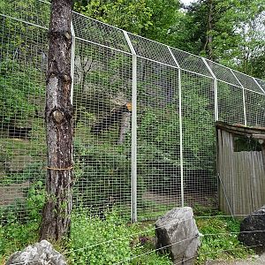 Cougar enclosure