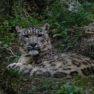 Snow leopard (Panthera uncia)