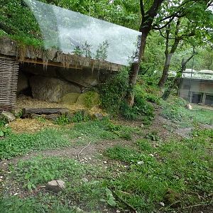 Maned wolf enclosure
