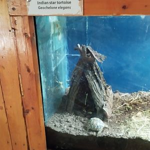 Indian Star Tortoise