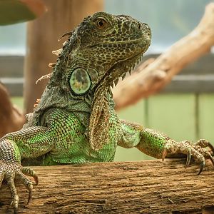 Green iguana : Colchester Zoo : 21 Jun 2024