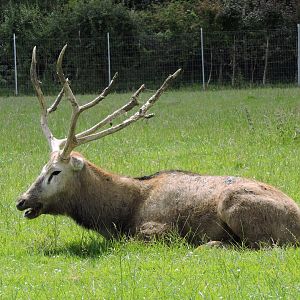 Pere David's Deer Stag