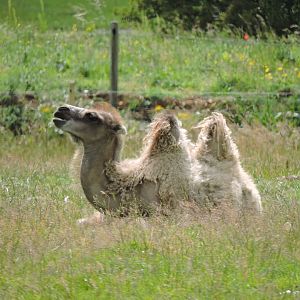 Bactrian Camel Calf