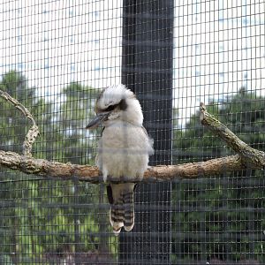 Laughing Kookaburra