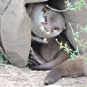 Asian Short Clawed Otter