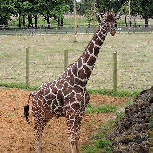 Reticulated Giraffe
