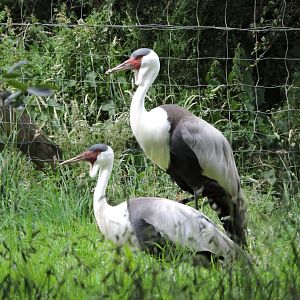 Wattled Cranes