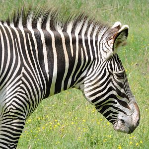 Grevy's Zebra Stallion