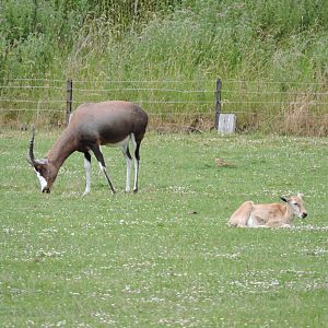 Blesbok & Calf