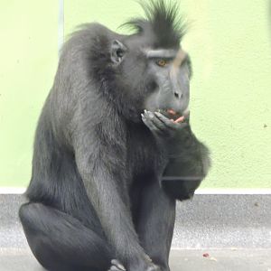 Sulawesi Crested Macaque