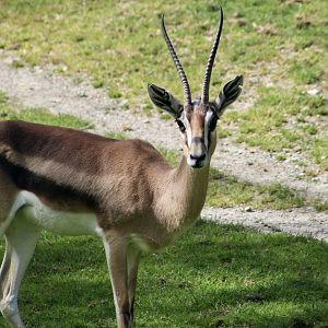 Southern Grant's Gazelle (Nanger granti granti)