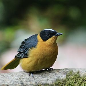Snowy-Crowned Robin-Chat (Cossypha niveicapilla)