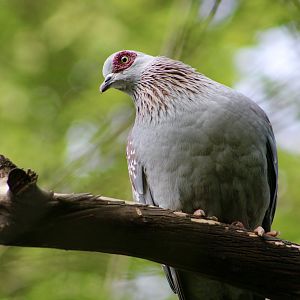 Speckled Pigeon (Columba guinea)