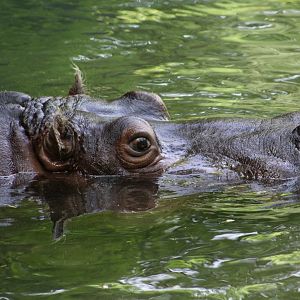 Hippopotamus (Hippopotamus amphibius) - "Lupe"