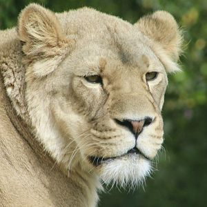 African Lioness (Panthera leo melanochaita)