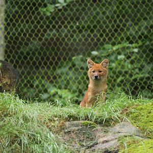 Dhole pup (Cuon alpinus)