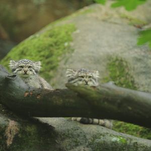 Manul kittens (Otocolobus manul)