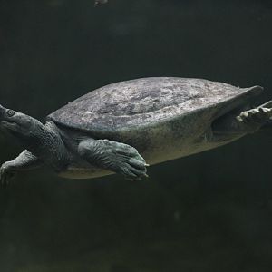 Northern batagur (Batagur baska)