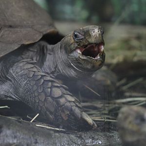 Southern Brown tortoise (Manouria emys emys)