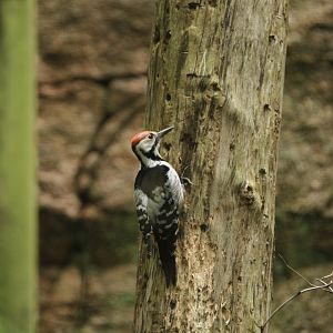 White-backed woodpecker (Dendrocopos leucotos)