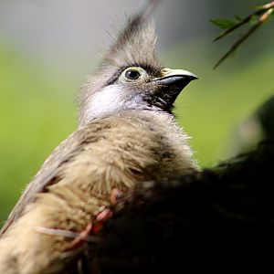 Speckled Mousebird (Colius striatus)