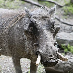 Common Warthog (Phacochoerus africanus)