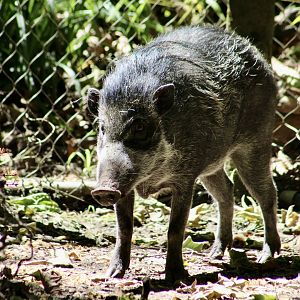 Panay Warty Pig (Sus cebifrons subsp. nov.(?))