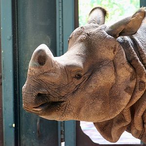 Indian Rhinoceros (Rhinoceros unicornis) - "Glenn"