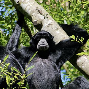 Siamang (Symphalangus syndactylus)