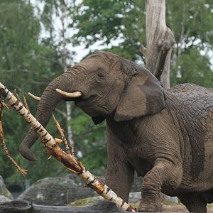 African elephant levering a birch to break it up