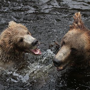 European brown bear (Ursus arctos arctos) making use of the lake