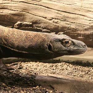 Komodo Dragon (Varanus komodoensis)